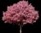 Okame Cherry Tree — design image 1