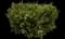 Boxwood Shrub — design image 3