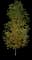 Tuliptree — design image 7