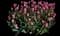 Garden Tulips — design image 17