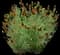 Prairie Coneflower — design image 1