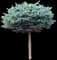 Dwarf Globe Blue Spruce — design image 3