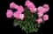 Peony (Paeonia) — design image 24