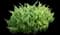 Good Vibrations® Gold Juniper — design image 1