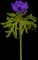 Poppy Anemone — design image 4