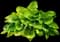 Sum and Substance Hosta — design image 1