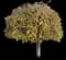 Flowering Cherry Tree (Prunus serrulata) — design image 10