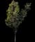 Saucer Magnolia Tree — design image 7