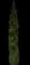 Oriental Arborvitae — design image 2