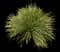 Mexican grass tree — design image 3