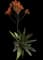 Soap Aloe — design image 19
