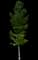 Sweet Gum Tree — design image 1