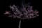 Eastern Redbud Tree — design image 6