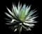 Fox Tail Agave — design image 23