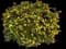 Lantana — design image 1