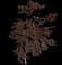 Emperor I® Japanese Maple Tree — design image 10