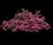Sonic Bloom® Pink Reblooming Weigela — design image 2
