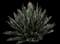 Thread-leaf Agave — design image 11