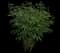 Peony (Paeonia) — design image 36
