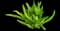 Asparagus Fern Plant — design image 2