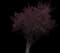 Flowering Plum Tree (Prunus cerasifera) — design image 16