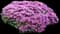 Pardon My Lavender II™ Bee Balm — design image 3