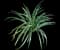 Lily Turf Grass — design image 12