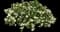 White Ripple ivy — design image 1