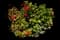 Zonal Geranium (Pelargonium zonale) — design image 3