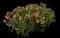 La Vida Mas Indian Hawthorn — design image 3