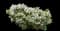 Indian Hawthorn (Rhaphiolepis indica) — design image 6