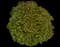 Eastern Snowball Bush — design image 12