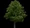 Horse Chestnut Tree — design image 1