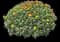 Chrysanthemum (Orange) — design image 3