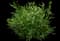 Silver Sage — design image 3