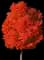 Autumn Blaze® Freeman Maple — design image 1