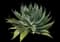 Fox Tail Agave — design image 1