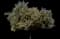 African Sumac — design image 2