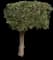 Ming Aralia — design image 4