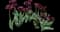 Tulip 'Palmyra Double Early' — design image 1