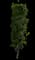 Columnar Buckthorn — design image 3