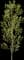 Balsam Poplar — design image 3