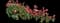 Garden Tulips — design image 19