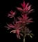 'Red Sister' Cabbage Palm — design image 4
