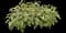 Culinary Salvia — design image 1