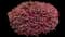 Crimson Fire™ Loropetalum — design image 1