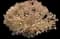 Showy stonecrop — design image 14