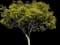 Jacaranda Tree — design image 1