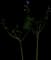 Meadow Cranesbill — design image 2