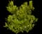 Barberton Senecio — design image 1